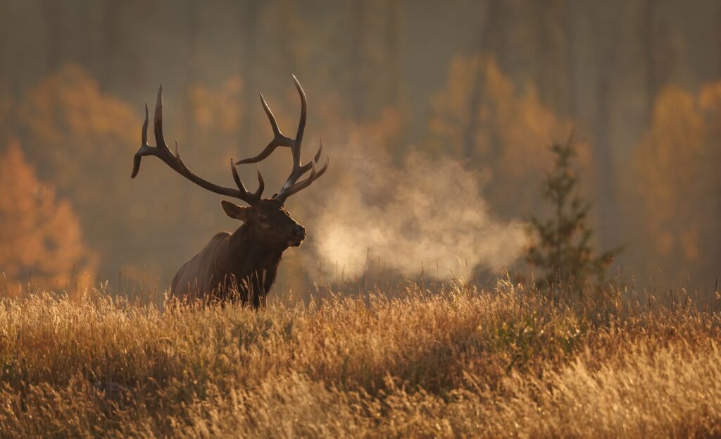 Bull Elk in Banff National Park, Canada