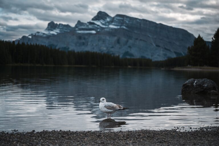 summer wildlife in Banff