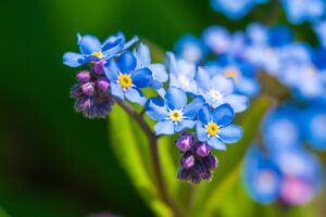 wildflowers at sunshine meadows