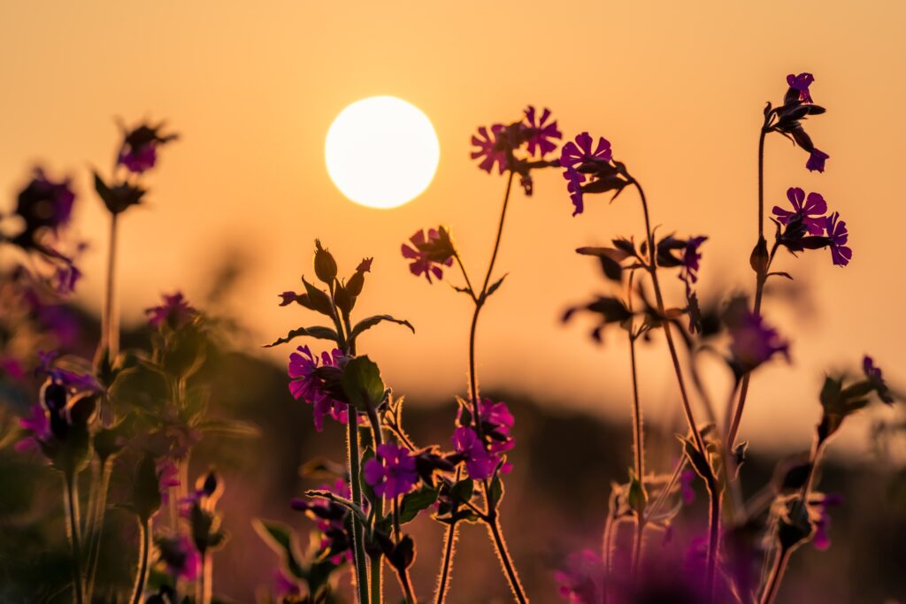 Colorful Cornish meadow at dusk